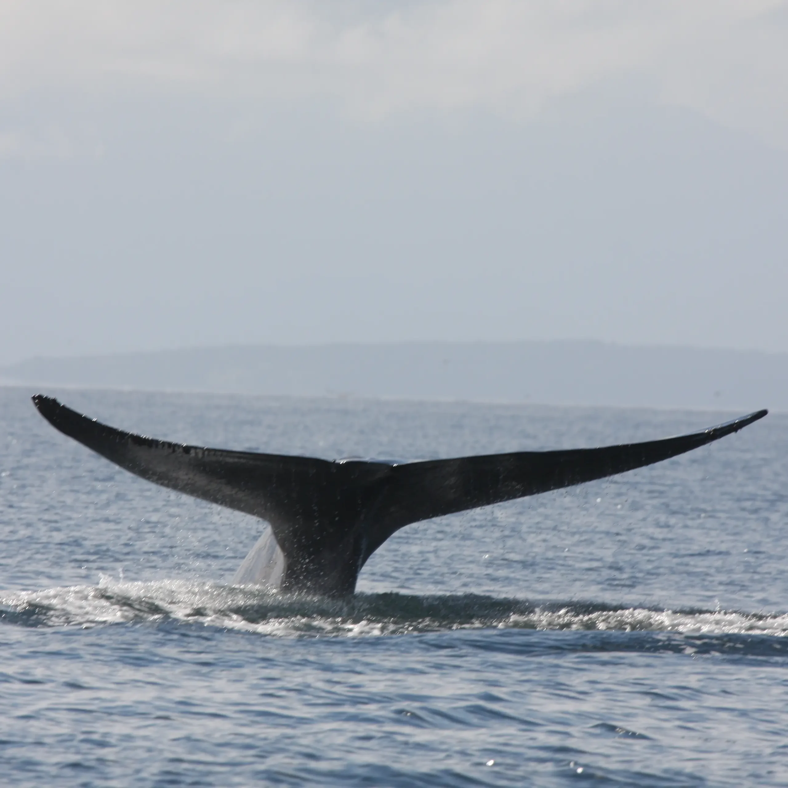 The fluke of a blue whale (Balaenoptera musculus) feeding, Gulf of Corcovado, South America.