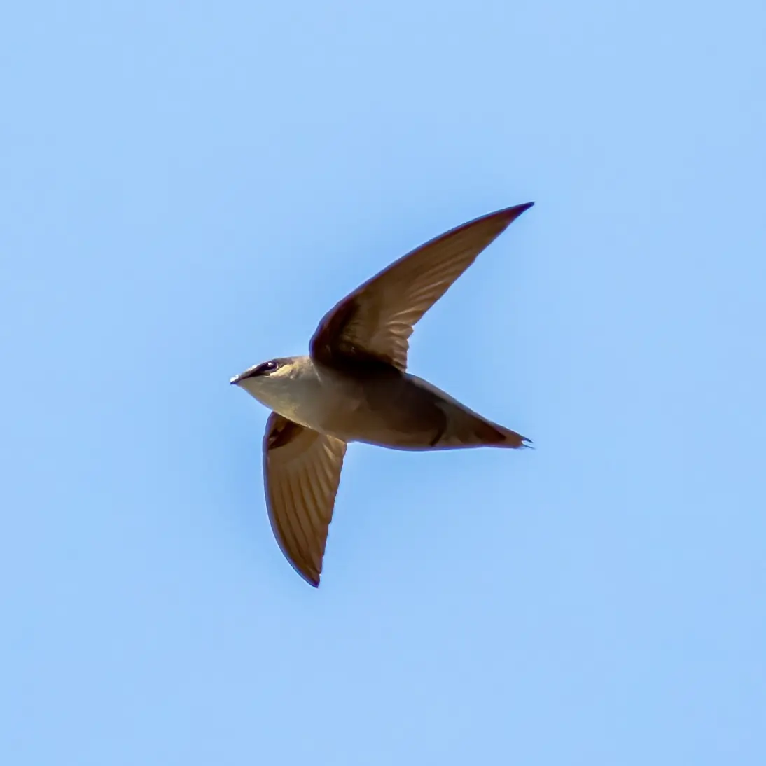 A chimney swift flying through the sky catching bugs.