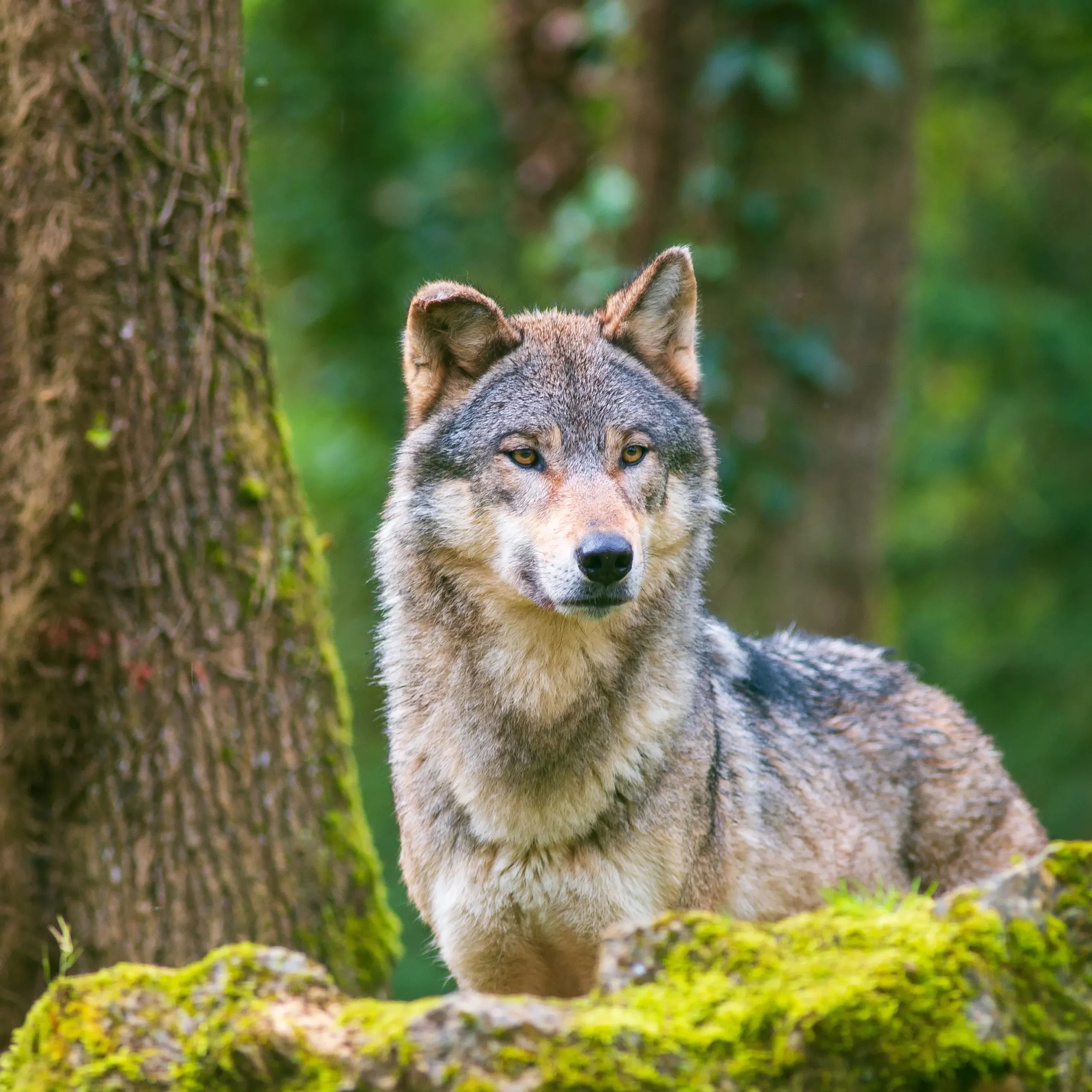 Grey wolf in forest habitat
