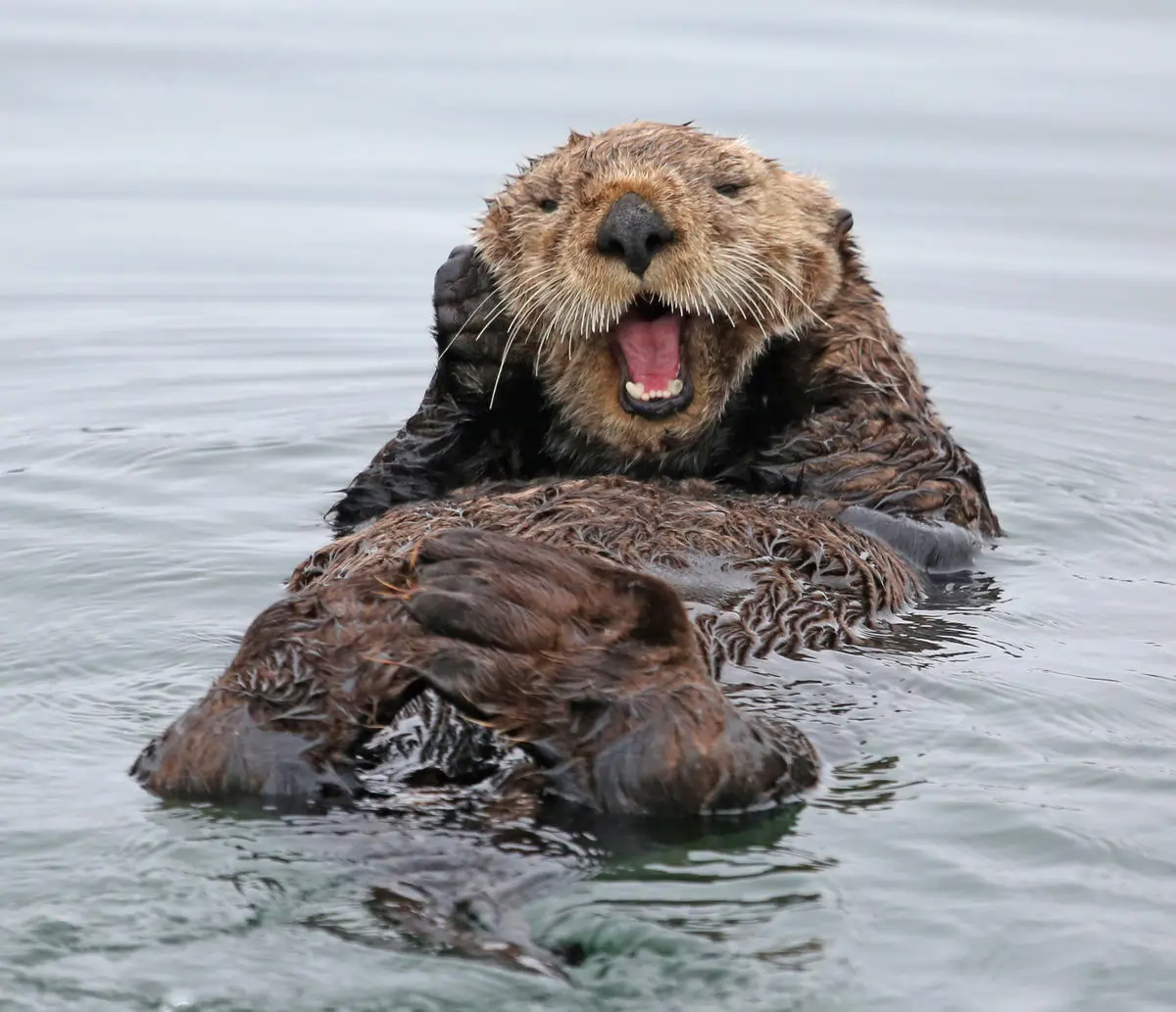 Sea otter (Enhydra lutris) in the Kodiak Harbor of Alaska, United States