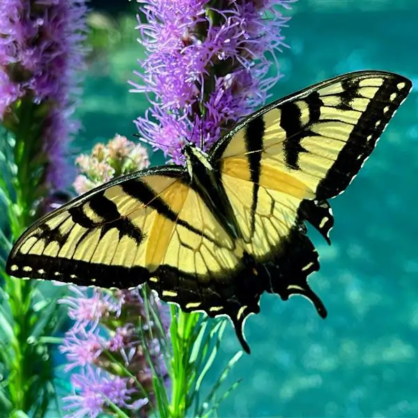 A yellow and black Eastern Tiger Swallowtail butterfly with its wings spread open is perched on a stalk of purple flowers.